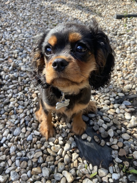 Puppy Survival Thread - March - April