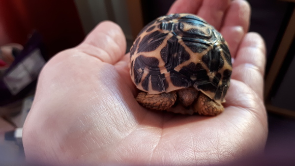 ADs picnic in the park with Twinkle the Tortoise