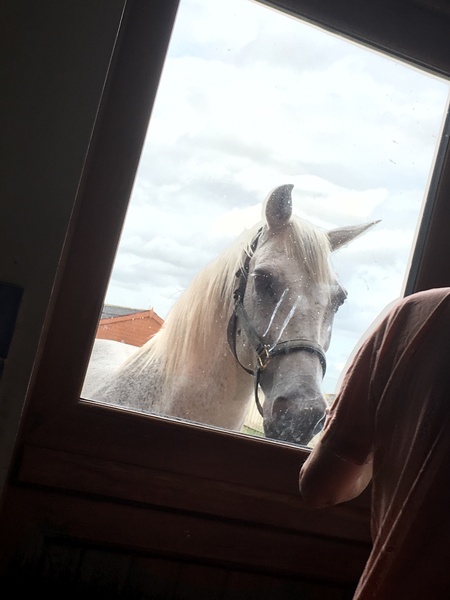 To think you sold him years ago (horse) so no you cant come visit him
