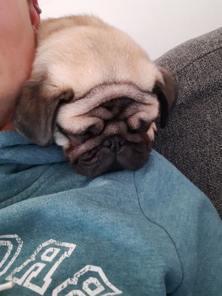 Puppy Survival Thread - March - April