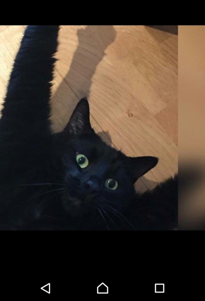 The Litter Tray Memorial Thread