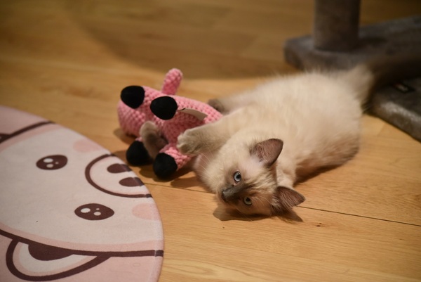 Cat chat thread the umpteenth - the Café is open all welcome
