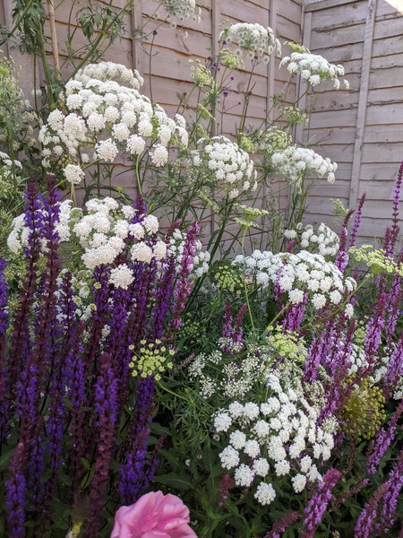 Help - what shall I plant?