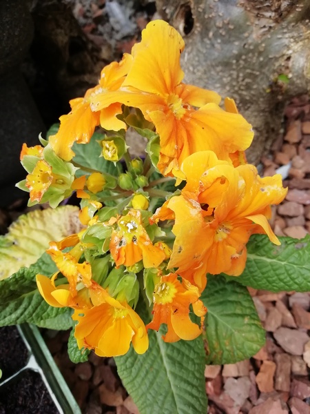 Can anyone identify the damage culprit on my primrose?