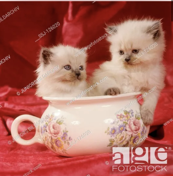 Worth transferring tiny Persians into one pot?