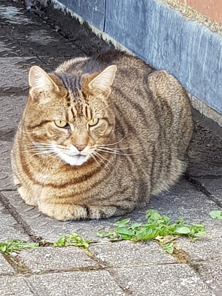 Thug cat part 3.  Unbidden guests are often welcomest when they are gone.