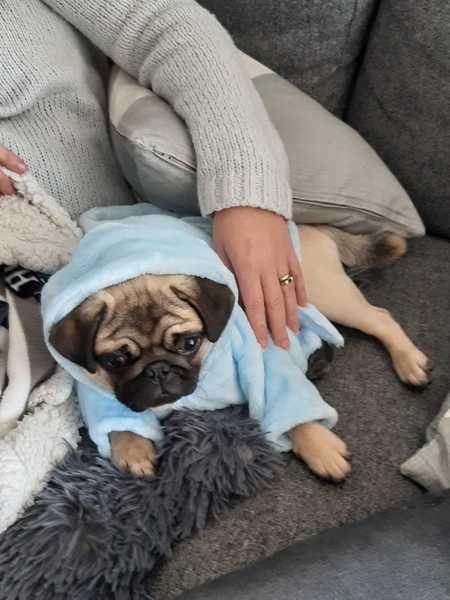Puppy Survival Thread - January - February