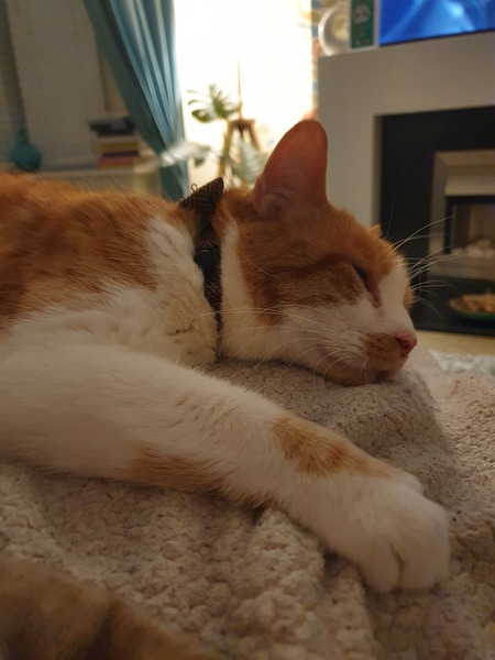 I rescued this gorgeous beast today!