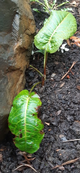 Plant ID if you would be so kind?