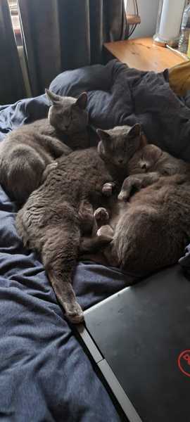 Introducing a group of cats