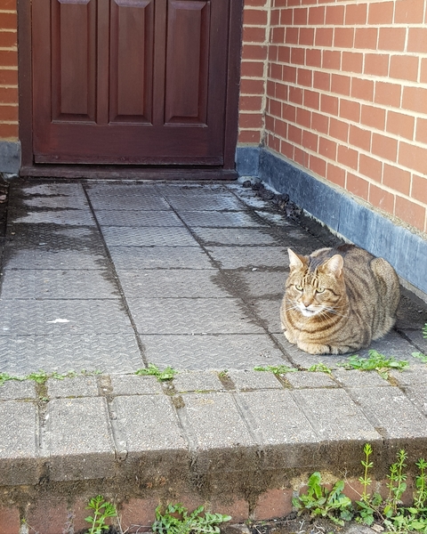 Thug cat part 3.  Unbidden guests are often welcomest when they are gone.