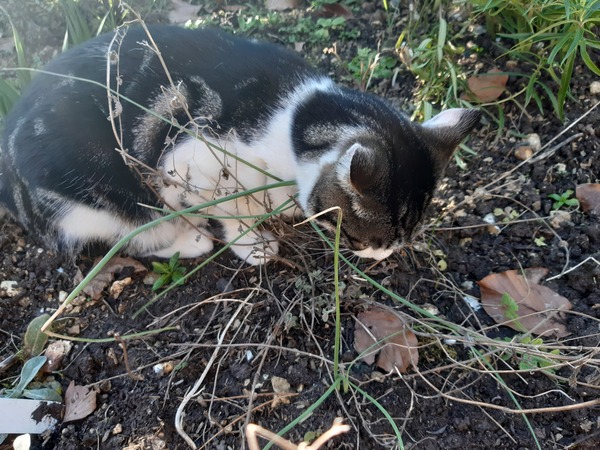 Total beginner, planting a cat friendly border