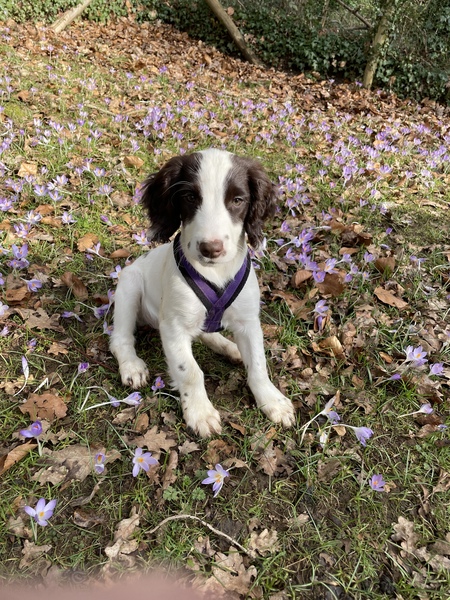 Puppy Survival Thread - March - April