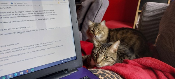 Tell me about your cat