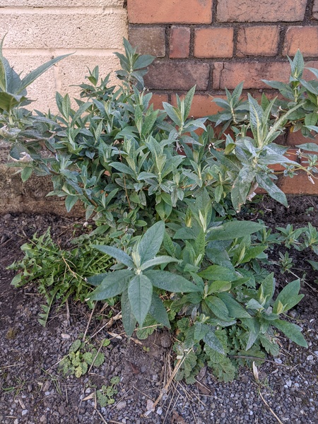 Is this a buddleia?