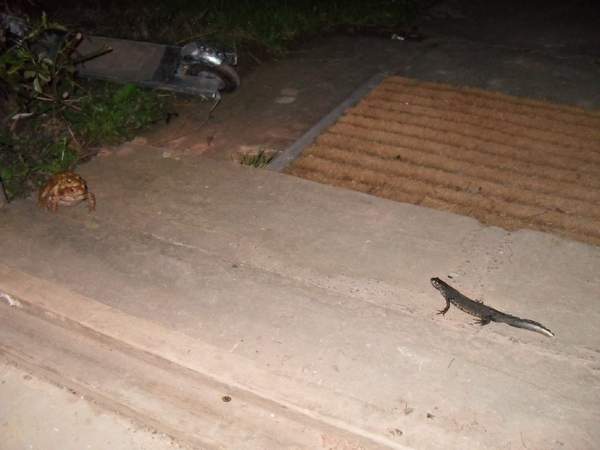 Wtf is this near my back door?