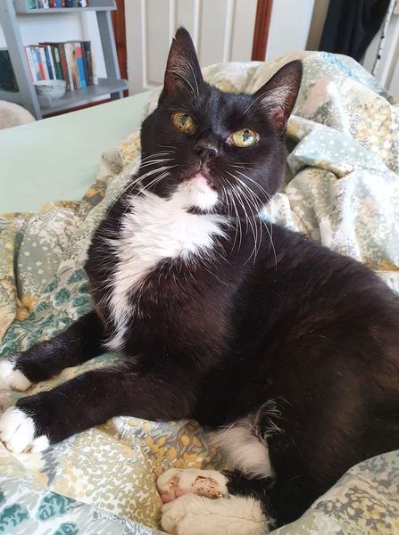The Litter Tray Memorial Thread