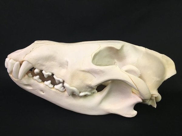 Are shih tzus as unhealthy as frenchies