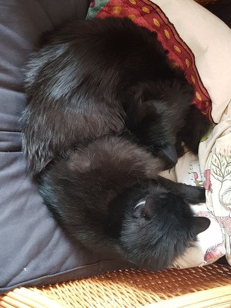 Cat chat thread the umpteenth - the Café is open all welcome