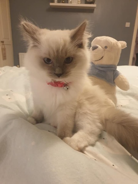 Ragdoll Cat / Kitten experts....