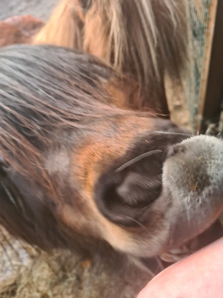 Is there a second thread for the horse/obsessive ex owner?