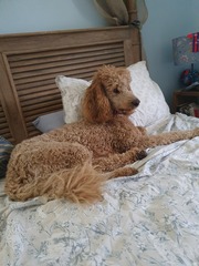 Does anyone own a Labradoodle or Goldendoodle?