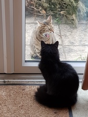 Thug cat part 3.  Unbidden guests are often welcomest when they are gone.