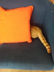 Cat chat thread the umpteenth - the Café is open all welcome