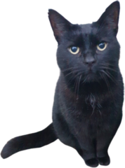 Price of kittens and cats