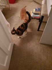 I rescued this gorgeous beast today!