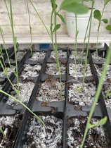 Are my sweetpea seedlings doomed?