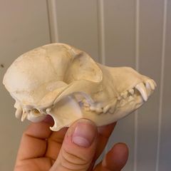 Are shih tzus as unhealthy as frenchies