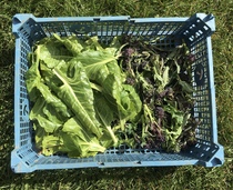 Allotment/Veg Patch Thread 16  Weather weirdness prevails !