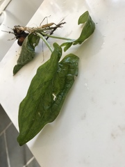 This is a weed right???
