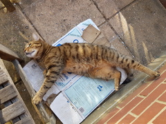 Thug cat part 3.  Unbidden guests are often welcomest when they are gone.