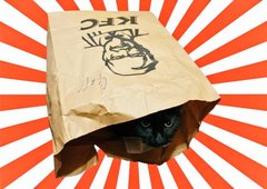 Price of kittens and cats
