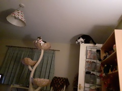 Cat tree advice