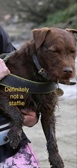 To be so sick of selfish dog owners...The seal pup in London