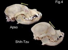 Are shih tzus as unhealthy as frenchies