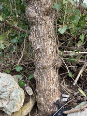 Can you identify this dead tree - important