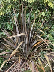 What are these grasses and can I chop them back?