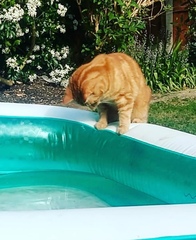 Low Carb Week 7 - Our final weeks