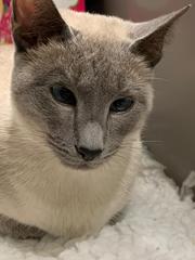 What breed is my new cat?