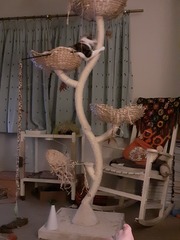 Cat tree advice
