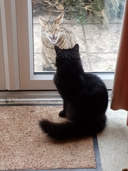 Thug cat part 3.  Unbidden guests are often welcomest when they are gone.