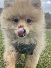 New puppy, 2 names, help us pick pleaser!