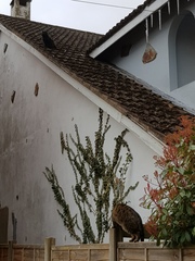 Thug cat part 3.  Unbidden guests are often welcomest when they are gone.