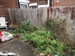 What should I plant in this border near the house?