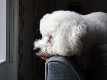 Any Chow Chow, New Foundland, St Bernard or Old English Sheepdog owners?