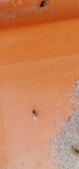 What are these insects